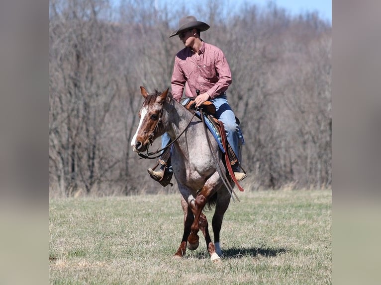 American Quarter Horse Castrone 9 Anni 147 cm Roano rosso in Brodhead KY