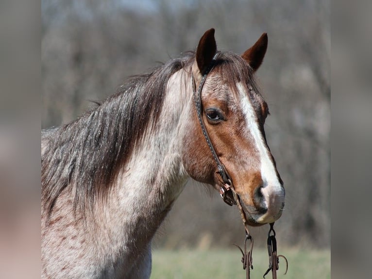 American Quarter Horse Castrone 9 Anni 147 cm Roano rosso in Brodhead KY