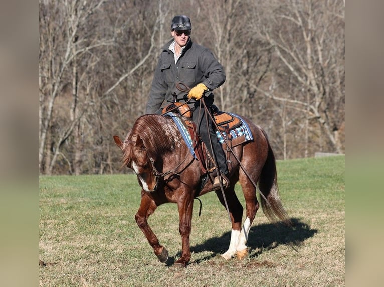 American Quarter Horse Castrone 9 Anni 147 cm Roano rosso in Somerset