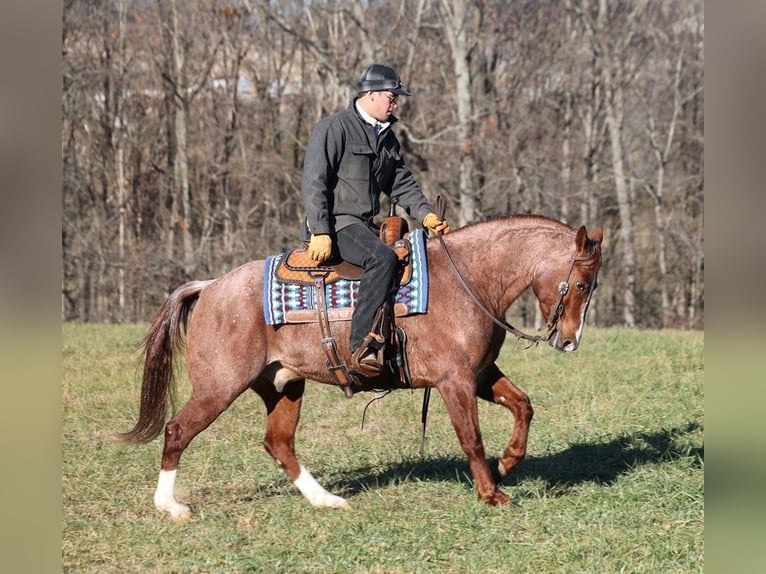 American Quarter Horse Castrone 9 Anni 147 cm Roano rosso in Somerset