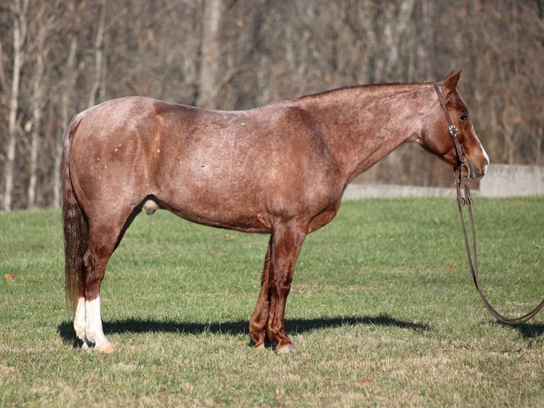 American Quarter Horse Castrone 9 Anni 147 cm Roano rosso in Somerset