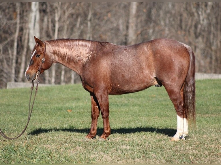 American Quarter Horse Castrone 9 Anni 147 cm Roano rosso in Somerset