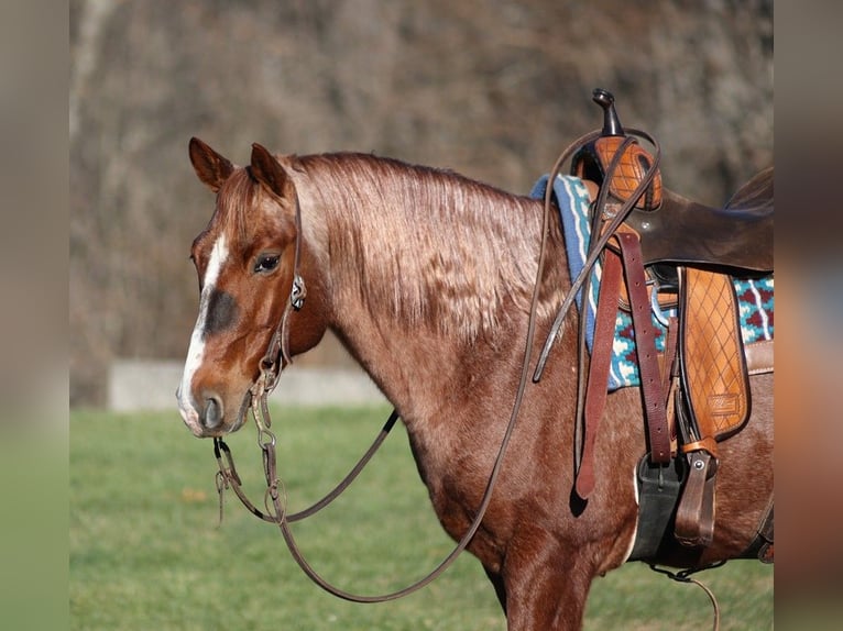 American Quarter Horse Castrone 9 Anni 147 cm Roano rosso in Somerset