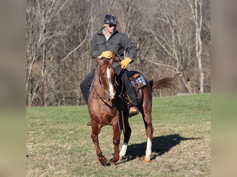 American Quarter Horse Castrone 9 Anni 147 cm Roano rosso in Somerset