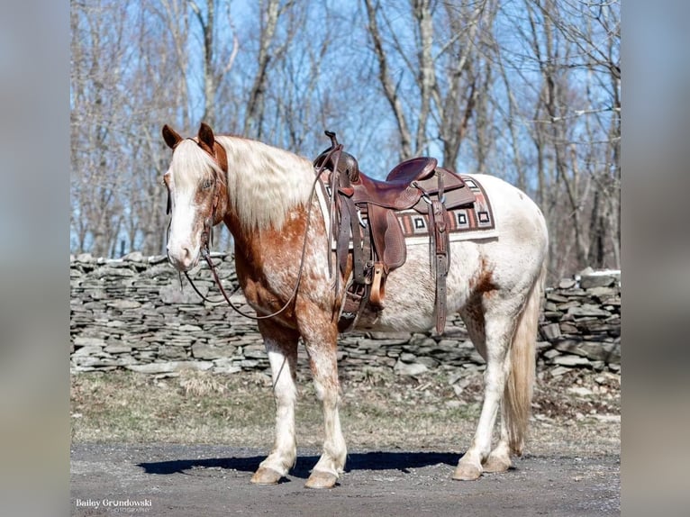 American Quarter Horse Castrone 9 Anni 147 cm Sauro ciliegia in Everett PA