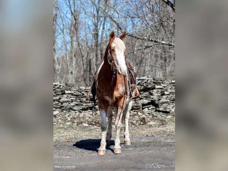 American Quarter Horse Castrone 9 Anni 147 cm Sauro ciliegia in Everett PA