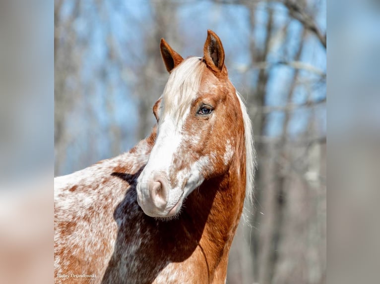 American Quarter Horse Castrone 9 Anni 147 cm Sauro ciliegia in Everett PA