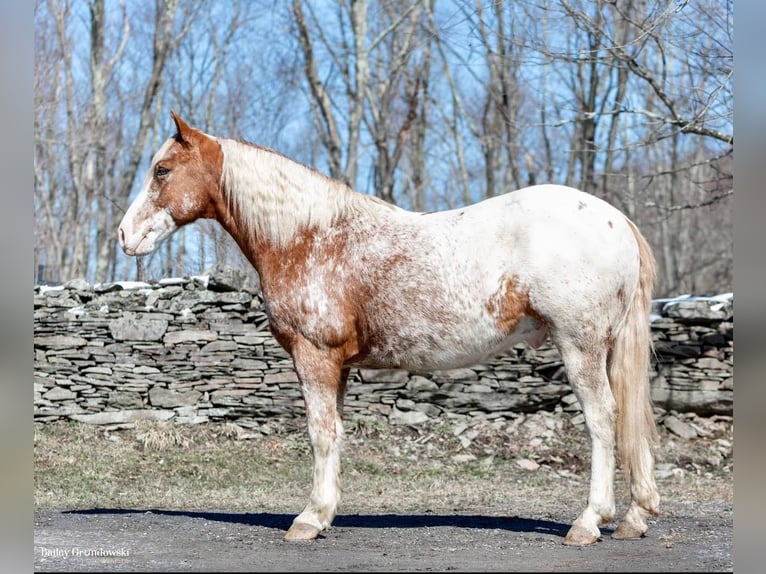 American Quarter Horse Castrone 9 Anni 147 cm Sauro ciliegia in Everett PA