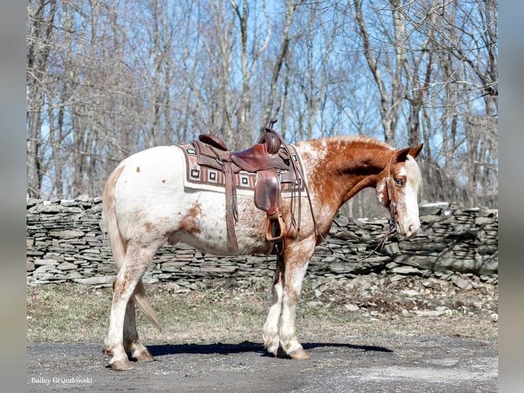 American Quarter Horse Castrone 9 Anni 147 cm Sauro ciliegia in Everett PA