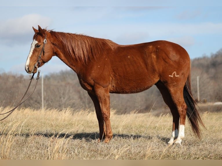 American Quarter Horse Castrone 9 Anni 147 cm Sauro ciliegia in Brodhead KY