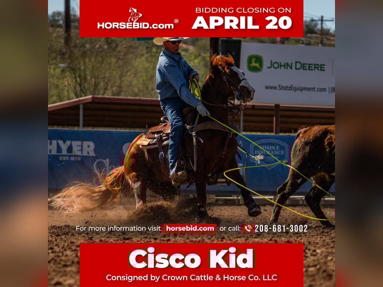 American Quarter Horse Castrone 9 Anni 147 cm Sauro ciliegia in Dubois