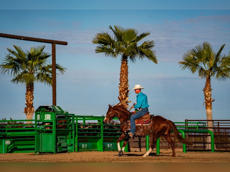 American Quarter Horse Castrone 9 Anni 147 cm Sauro ciliegia in Dubois