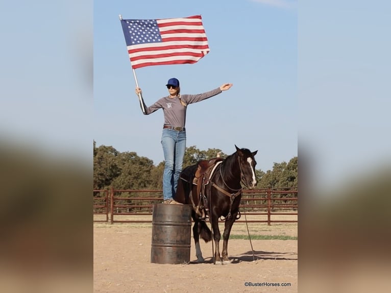 American Quarter Horse Castrone 9 Anni 147 cm Sauro scuro in Weatherford TX