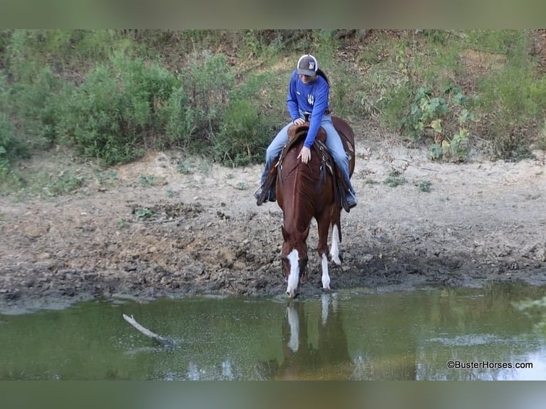 American Quarter Horse Castrone 9 Anni 147 cm Sauro scuro in Weatherford TX