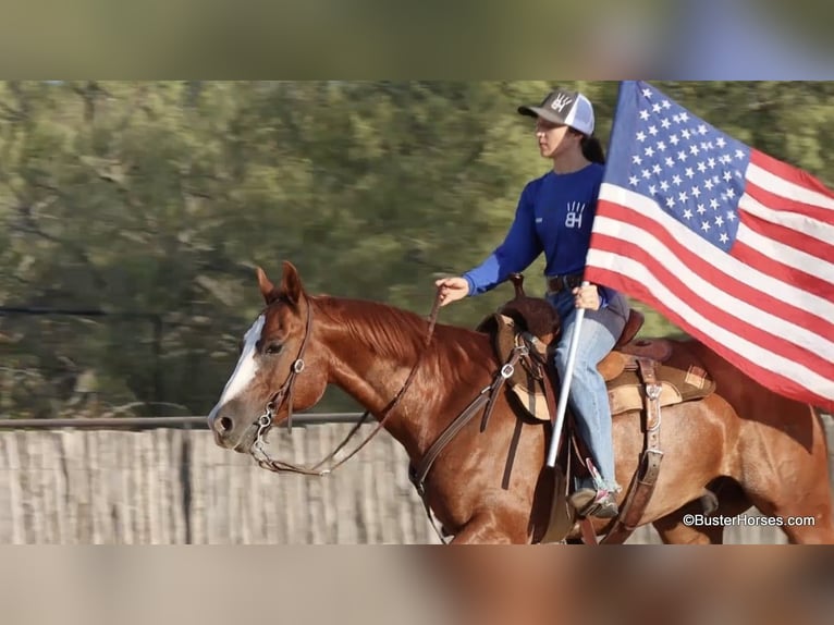 American Quarter Horse Castrone 9 Anni 147 cm Sauro scuro in Weatherford TX