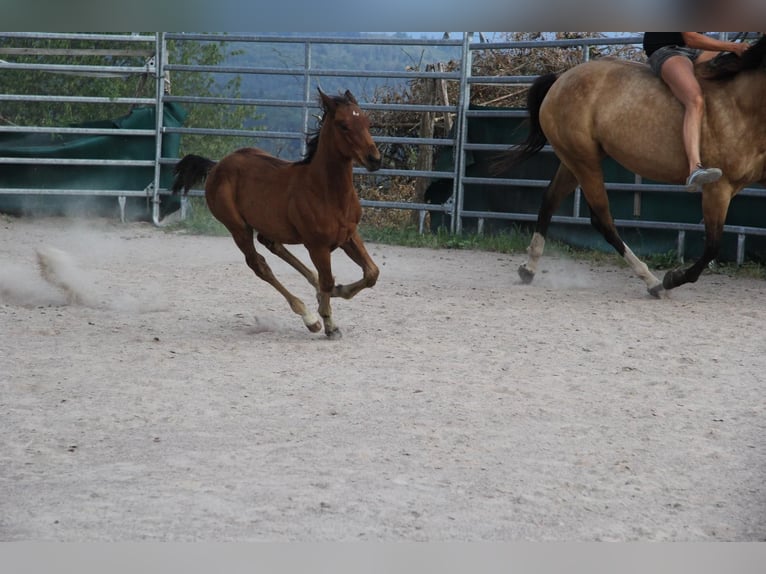 American Quarter Horse Castrone 9 Anni 148 cm Baio in Kleines Wiesental