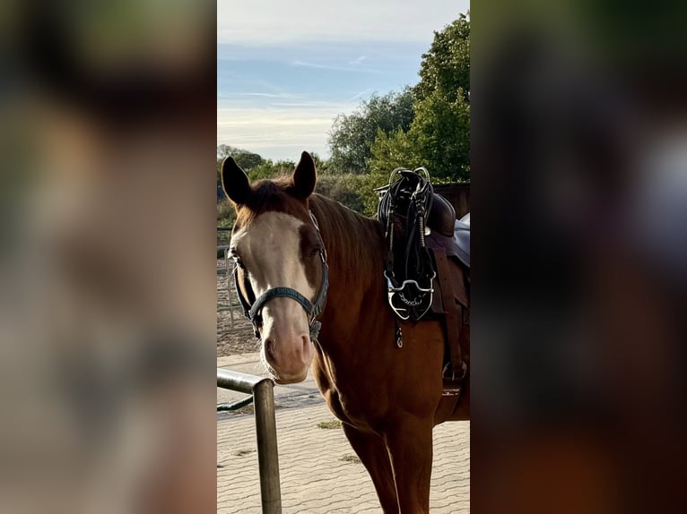 American Quarter Horse Castrone 9 Anni 149 cm Sauro in Stahnsdorf
