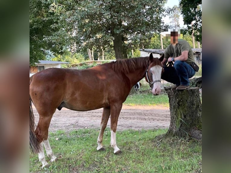 American Quarter Horse Castrone 9 Anni 149 cm Sauro in Stahnsdorf