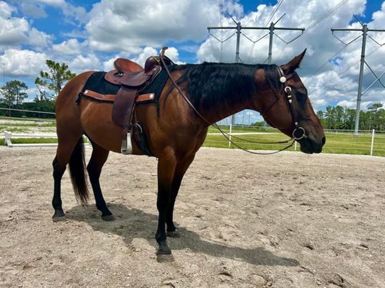 American Quarter Horse Castrone 9 Anni 150 cm Baio ciliegia in Christmas Fl