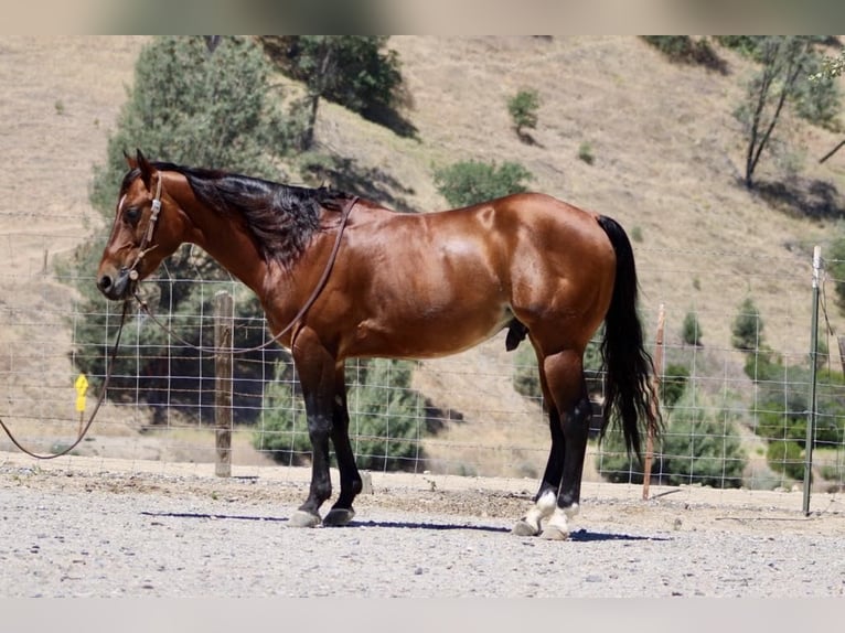 American Quarter Horse Castrone 9 Anni 150 cm Baio ciliegia in Paicines CA