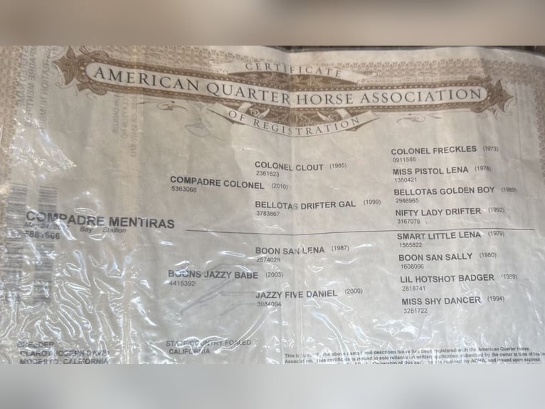 American Quarter Horse Castrone 9 Anni 150 cm Baio ciliegia in Paicines CA