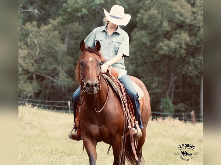 American Quarter Horse Castrone 9 Anni 150 cm Baio ciliegia in Carthage, TX