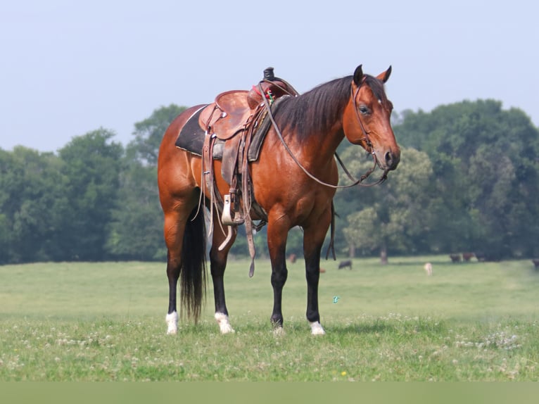 American Quarter Horse Castrone 9 Anni 150 cm Baio ciliegia in Carthage