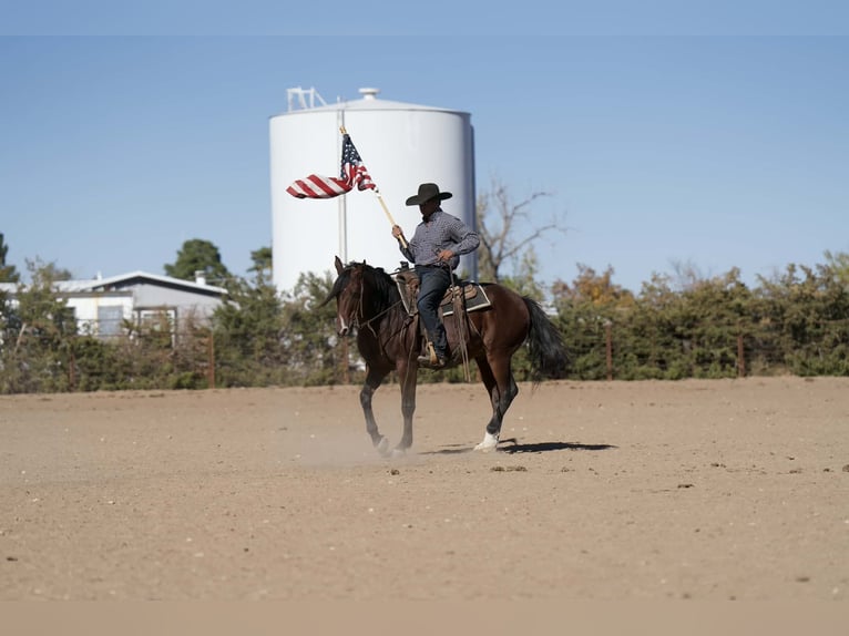 American Quarter Horse Mix Castrone 9 Anni 150 cm Baio ciliegia in Palestine