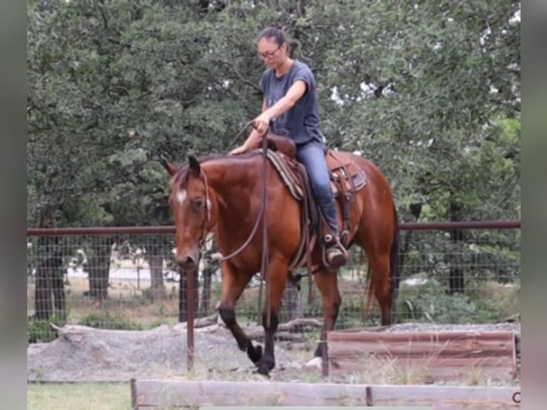 American Quarter Horse Castrone 9 Anni 150 cm Baio ciliegia in Jacksboro Tx