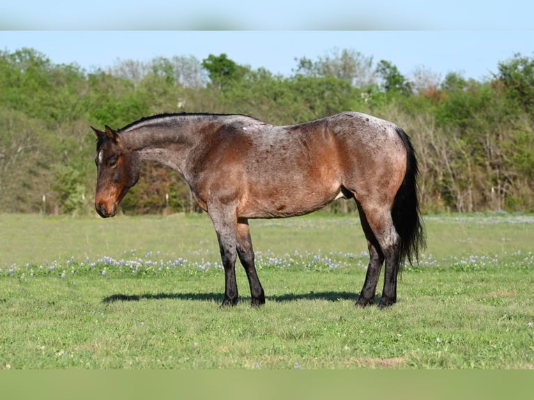 American Quarter Horse Castrone 9 Anni 150 cm Baio roano in Waco TX