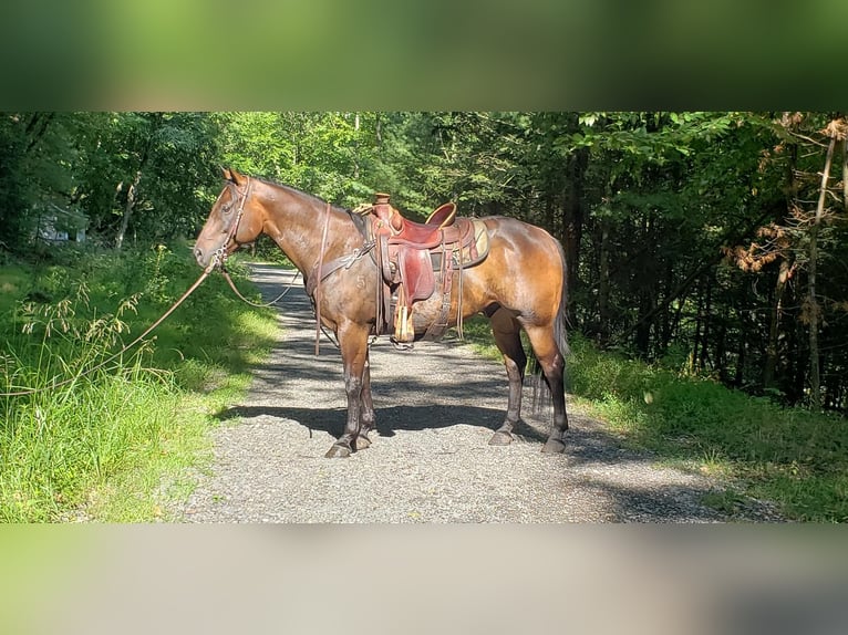 American Quarter Horse Castrone 9 Anni 150 cm Baio scuro in Howard, PA