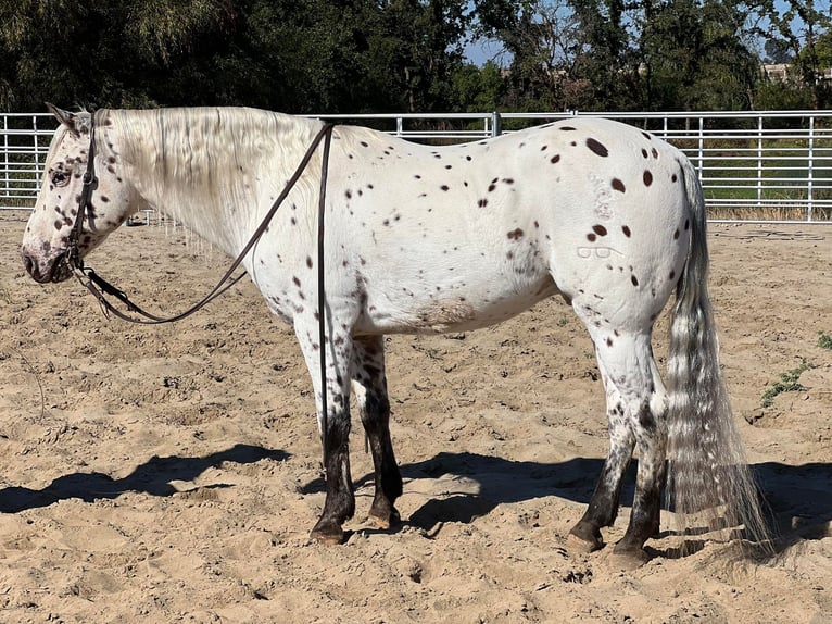 American Quarter Horse Castrone 9 Anni 150 cm Bianco in Lincoln CA