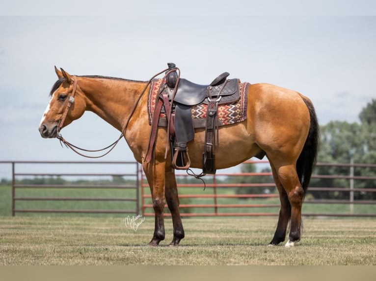 American Quarter Horse Castrone 9 Anni 150 cm Falbo in River Falls wi