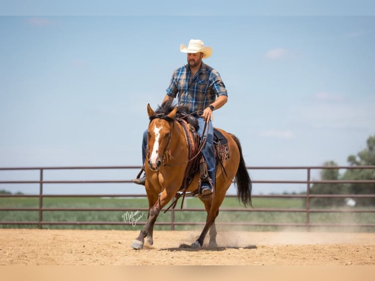 American Quarter Horse Castrone 9 Anni 150 cm Falbo in River Falls wi