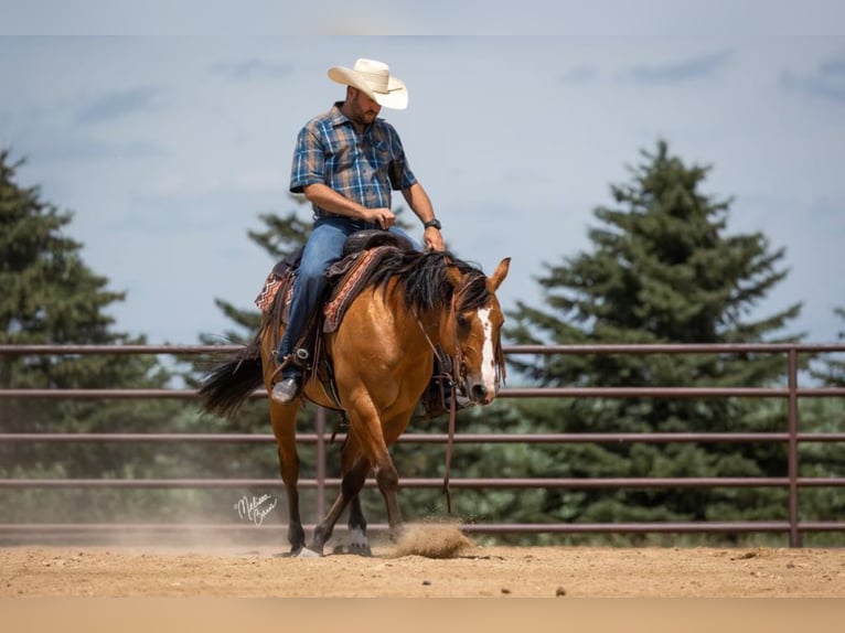 American Quarter Horse Castrone 9 Anni 150 cm Falbo in River Falls wi