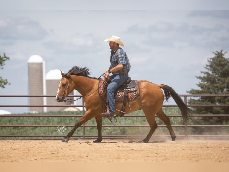 American Quarter Horse Castrone 9 Anni 150 cm Falbo in River Falls wi