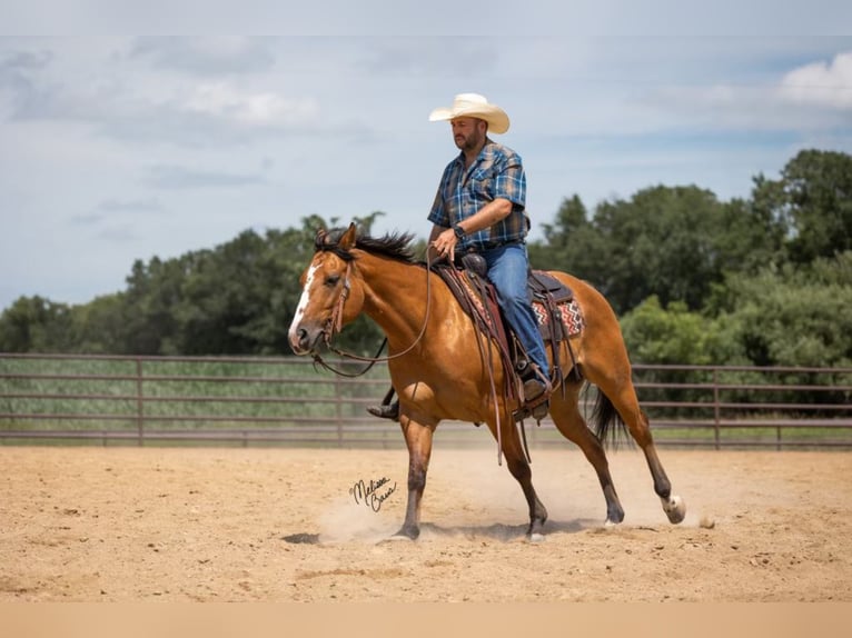 American Quarter Horse Castrone 9 Anni 150 cm Falbo in River Falls wi