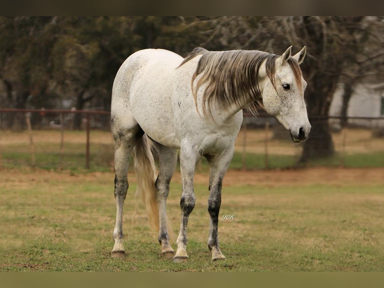American Quarter Horse Castrone 9 Anni 150 cm Grigio in Weatherford TX