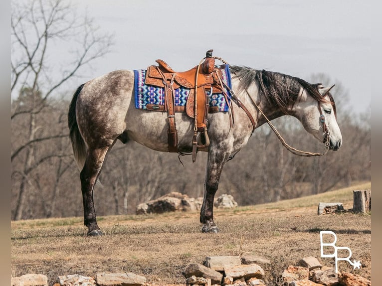American Quarter Horse Castrone 9 Anni 150 cm Grigio pezzato in Mountain Grove MO
