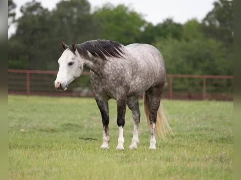 American Quarter Horse Castrone 9 Anni 150 cm Grigio pezzato in Mt Hope AL