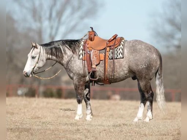 American Quarter Horse Castrone 9 Anni 150 cm Grigio pezzato in Mt Hope AL