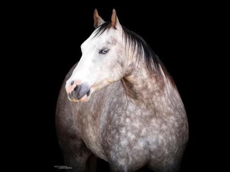 American Quarter Horse Castrone 9 Anni 150 cm Grigio pezzato in Mt Hope AL