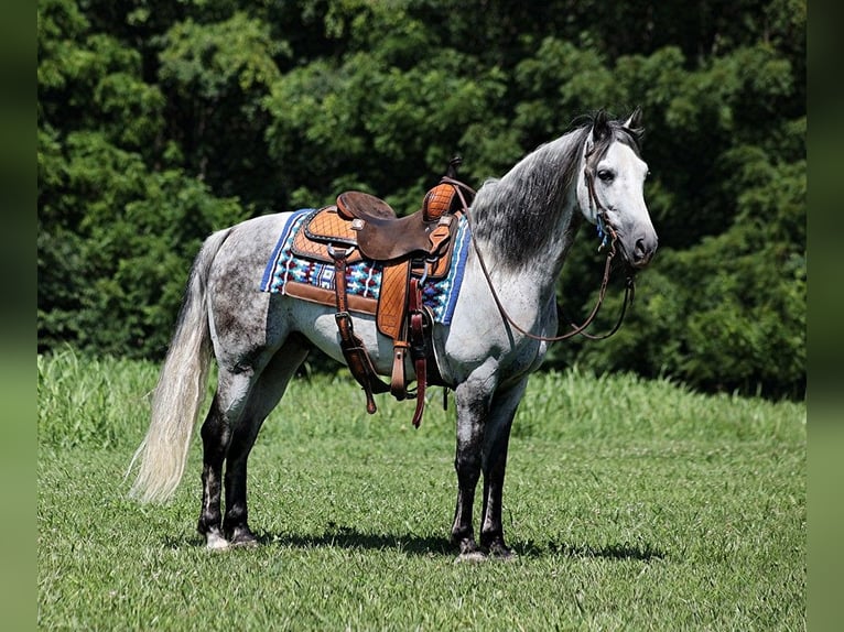 American Quarter Horse Castrone 9 Anni 150 cm Grigio pezzato in Somerset KY