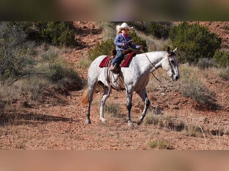 American Quarter Horse Castrone 9 Anni 150 cm Grigio pezzato in Canyon TX