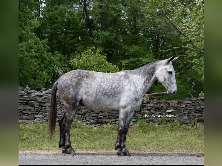 American Quarter Horse Castrone 9 Anni 150 cm Grigio pezzato in Everett PA