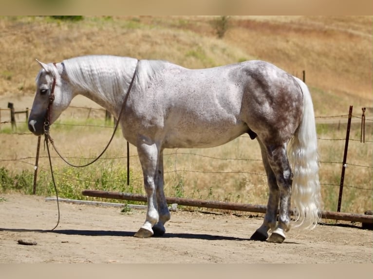 American Quarter Horse Castrone 9 Anni 150 cm Grigio in Tres Pinos