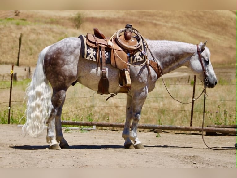 American Quarter Horse Castrone 9 Anni 150 cm Grigio in Tres Pinos