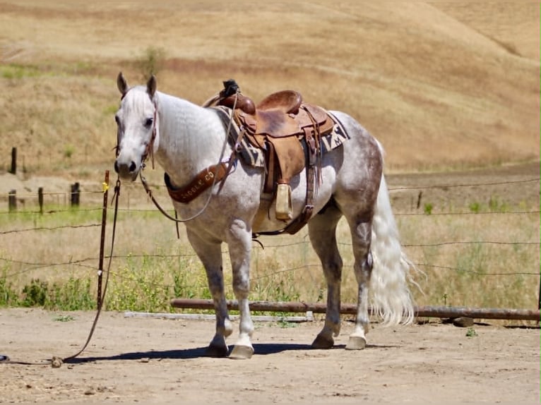 American Quarter Horse Castrone 9 Anni 150 cm Grigio in Tres Pinos
