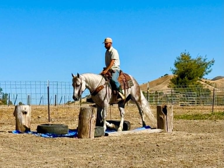 American Quarter Horse Castrone 9 Anni 150 cm Grigio in Tres Pinos