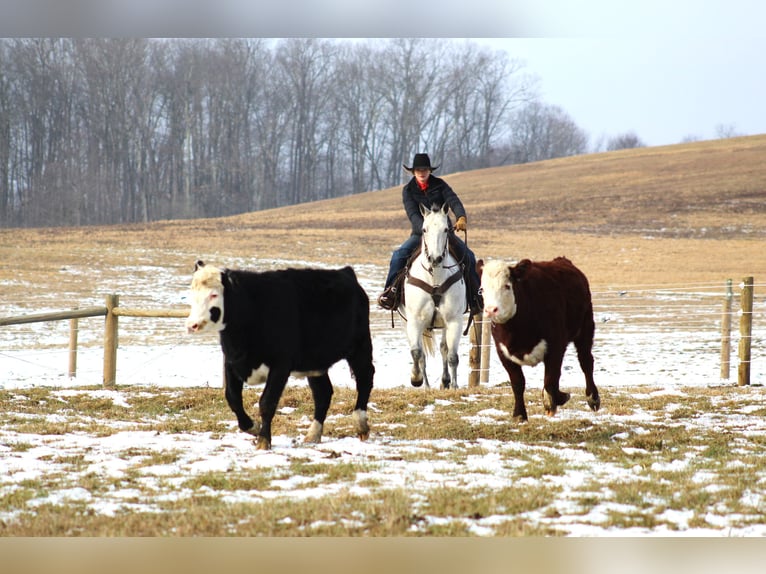 American Quarter Horse Castrone 9 Anni 150 cm Grigio in Clarion, PA